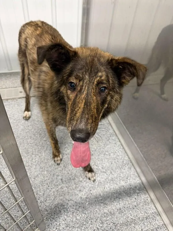 A young medium-sized male Brown / Chocolate Collie dog named Zane for adoption in bellefontaine, OH