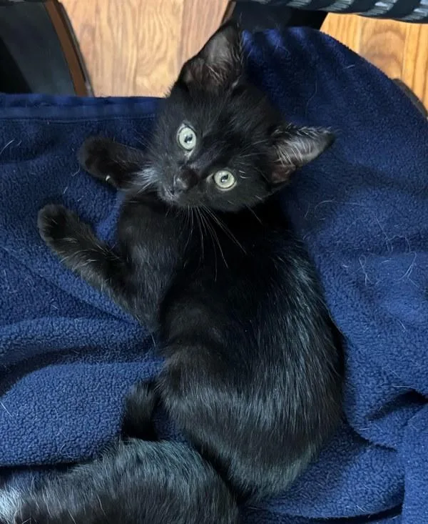 A baby small-sized female Domestic Short Hair cat named Manita for adoption in Bonsall, CA
