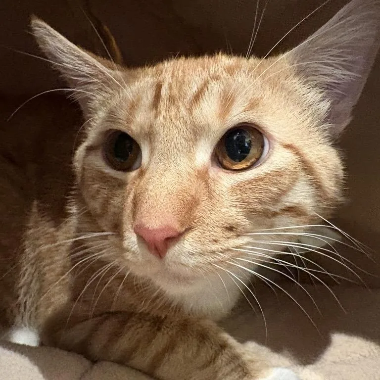 An adult medium-sized male Orange / Red Domestic Short Hair cat named Butters for adoption in Bentonville, AR
