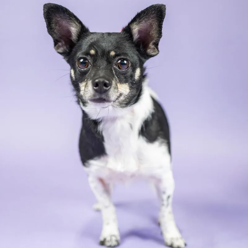 An adult small-sized female Black Chihuahua dog named Vera Chi for adoption in Portland, OR