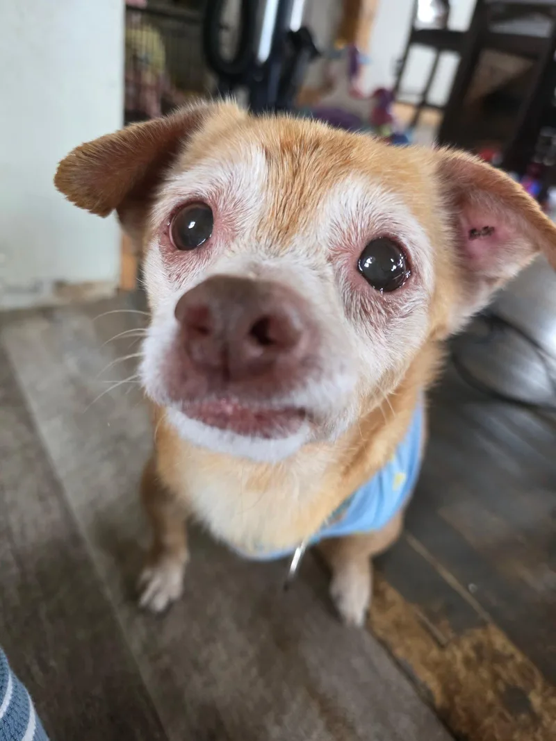 Toby