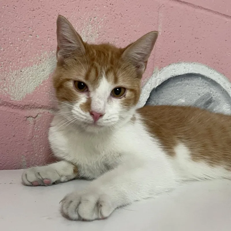 A young small-sized female Orange / Red Domestic Short Hair cat named Cutie for adoption in Laredo, TX