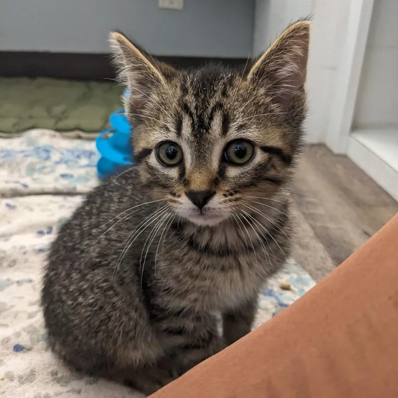 An adult large-sized male Domestic Short Hair cat named Nibblet LR for adoption in Union, MO