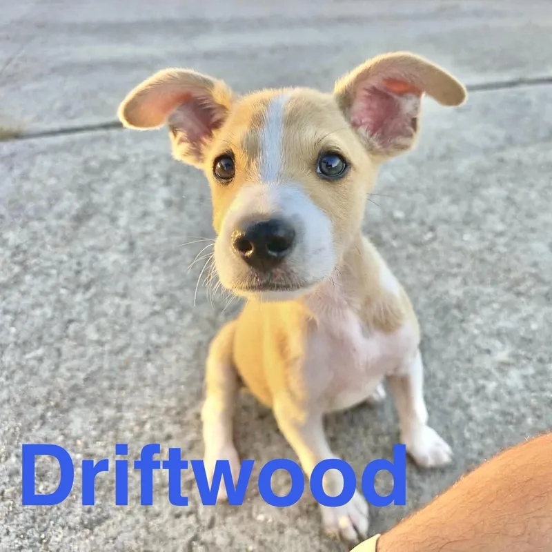 Driftwood