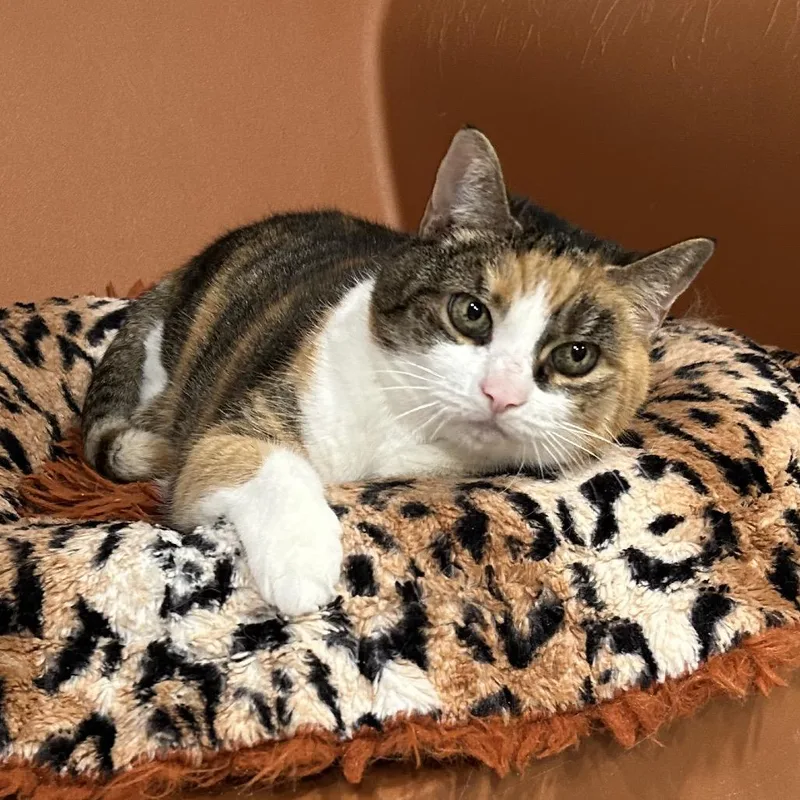A senior medium-sized female Calico Domestic Short Hair cat named Mesh Mesh for adoption in Oyster Bay, NY