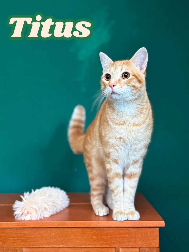 A young medium-sized male Orange / Red Domestic Short Hair cat named Titus for adoption in Keller, TX