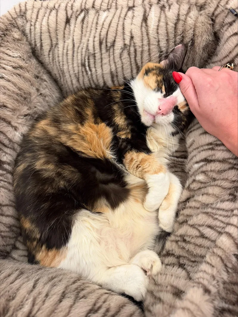 A young medium-sized female Domestic Short Hair cat named Cookie for adoption in Coconut Creek, FL