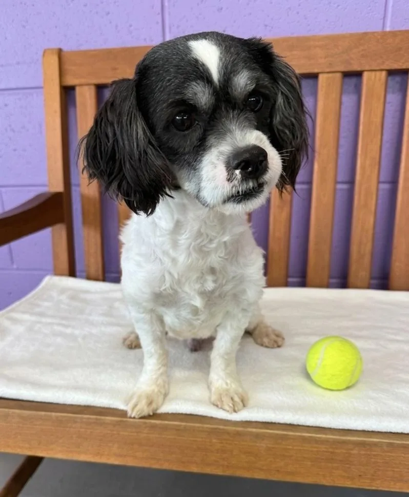 A young small-sized male Shih Tzu dog named Scooter for adoption in North Prairie, WI