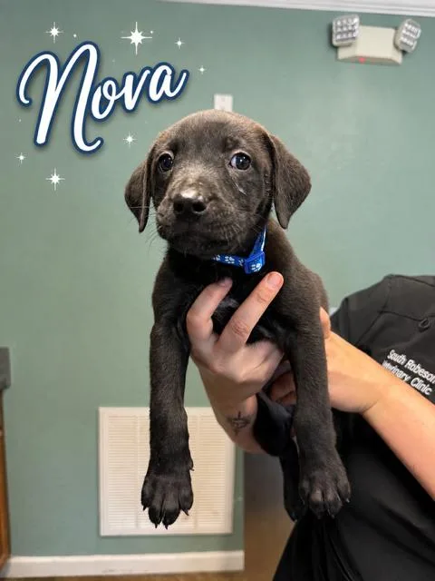 Nova Beautiful girl looking