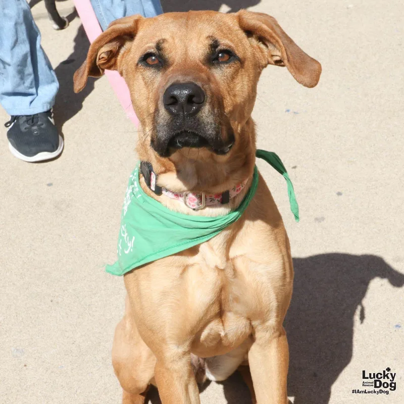 Little Lady thumbnail 2