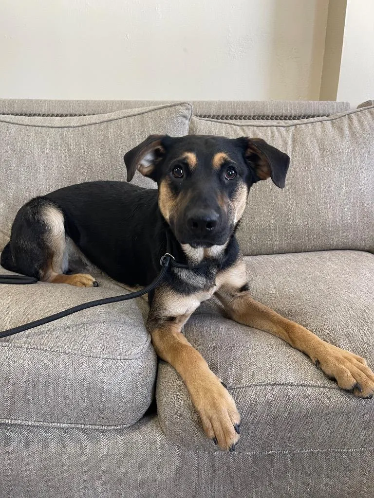 A young large-sized male Mixed Breed dog named Stinkbug for adoption in Thousand Oaks, CA