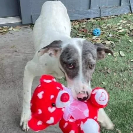 An adult medium-sized female Catahoula Leopard Dog dog named Rosie for adoption in Dallas, TX