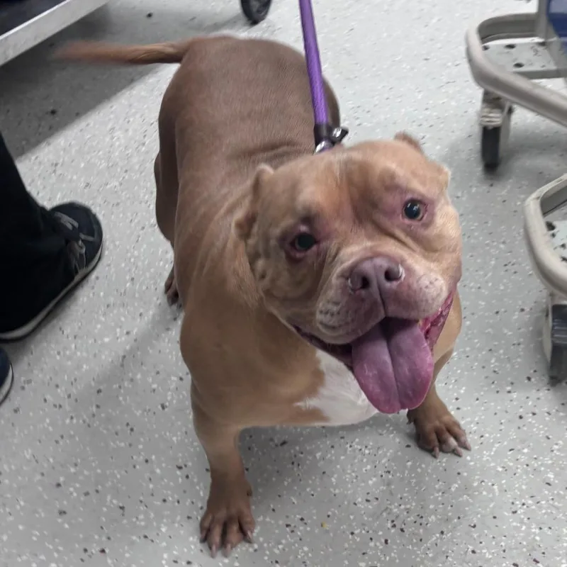 An adult medium-sized female Yellow / Tan / Blond / Fawn English Bulldog dog named Trixie for adoption in Indianapolis, IN