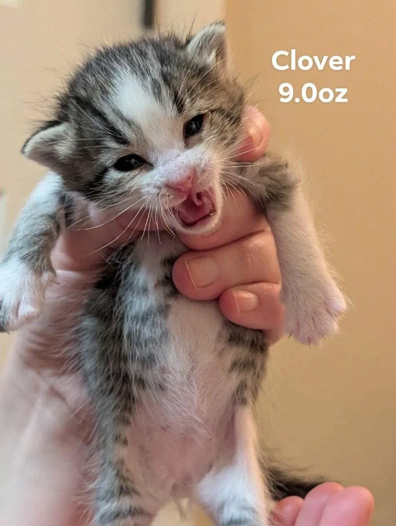 A baby small-sized male Tabby cat named Clover for adoption in Saint George, UT