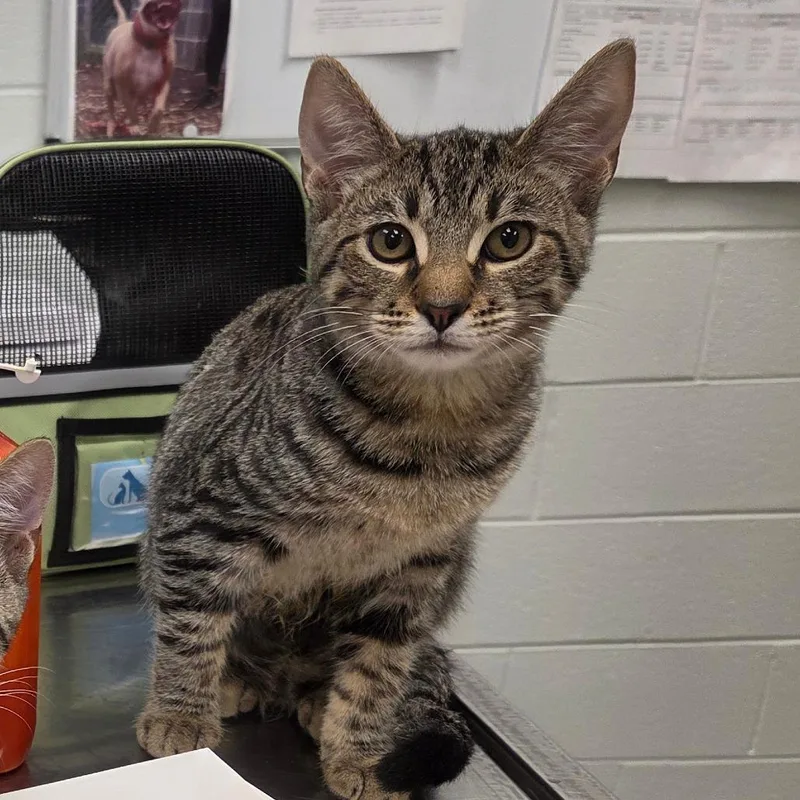 A baby small-sized male Gray / Blue / Silver Domestic Short Hair cat named Hector for adoption in Chattanooga, TN