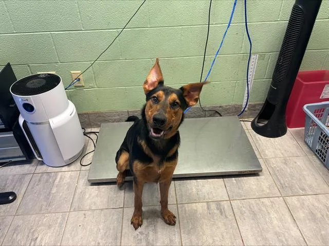 A young large-sized male German Shepherd Dog dog named Laurent for adoption in Grand Prairie, TX