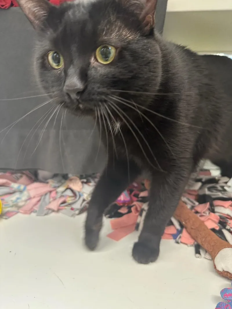 A young large-sized male Black Domestic Short Hair cat named T'challah for adoption in Manassas, VA