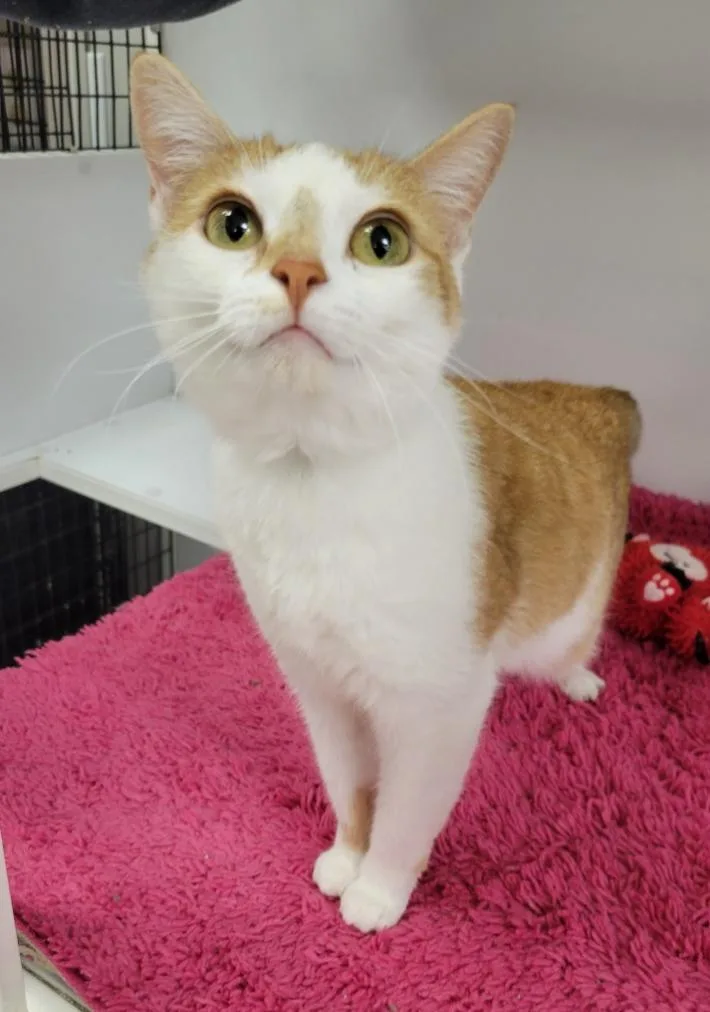 An adult medium-sized female Orange & White Domestic Short Hair cat named Honey for adoption in Rochester, NY