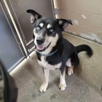 A young large-sized male Black Husky dog named Earthquake for adoption in Fernandina Beach, FL