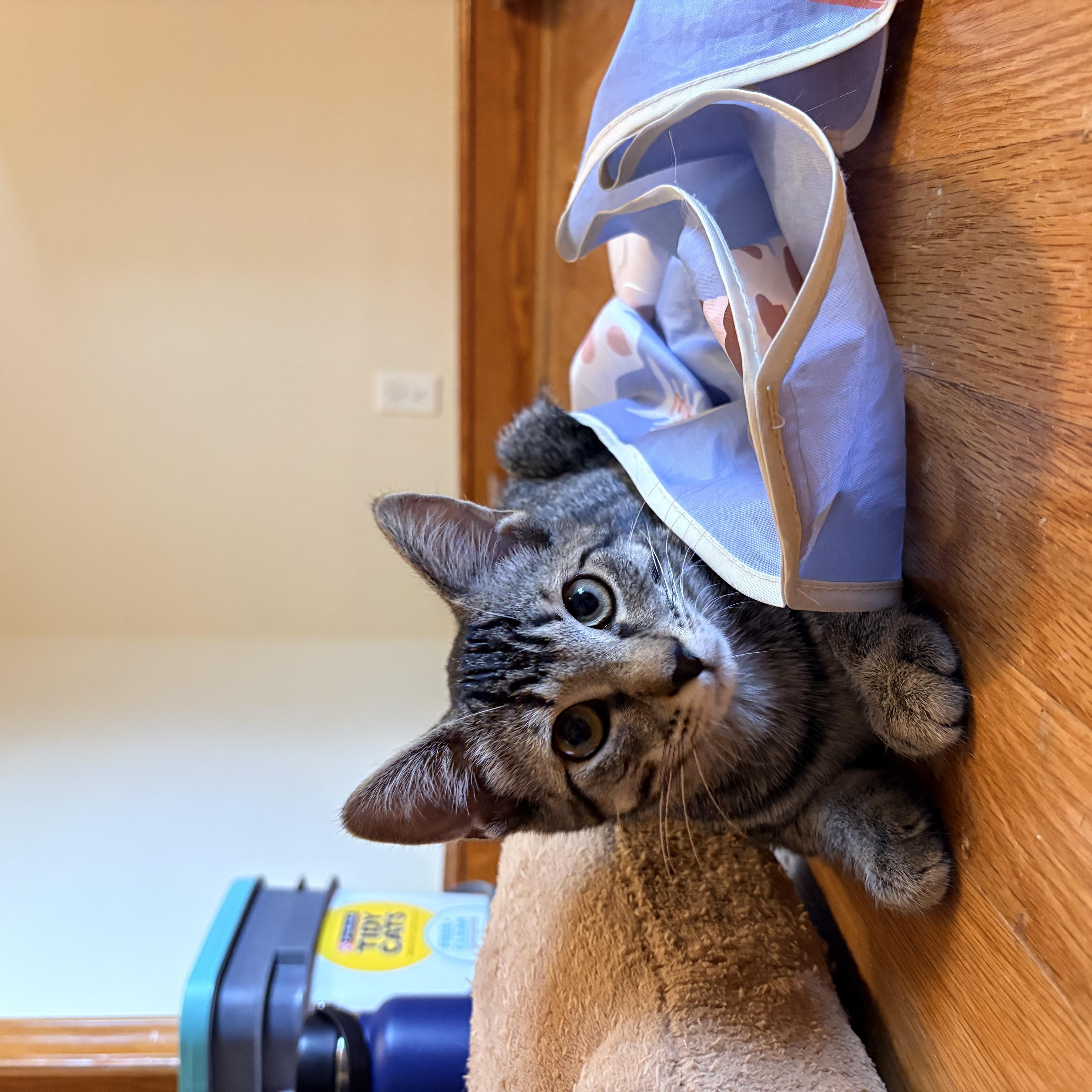 A baby small-sized female Domestic Short Hair cat named Kenai for adoption in Richmond, VA