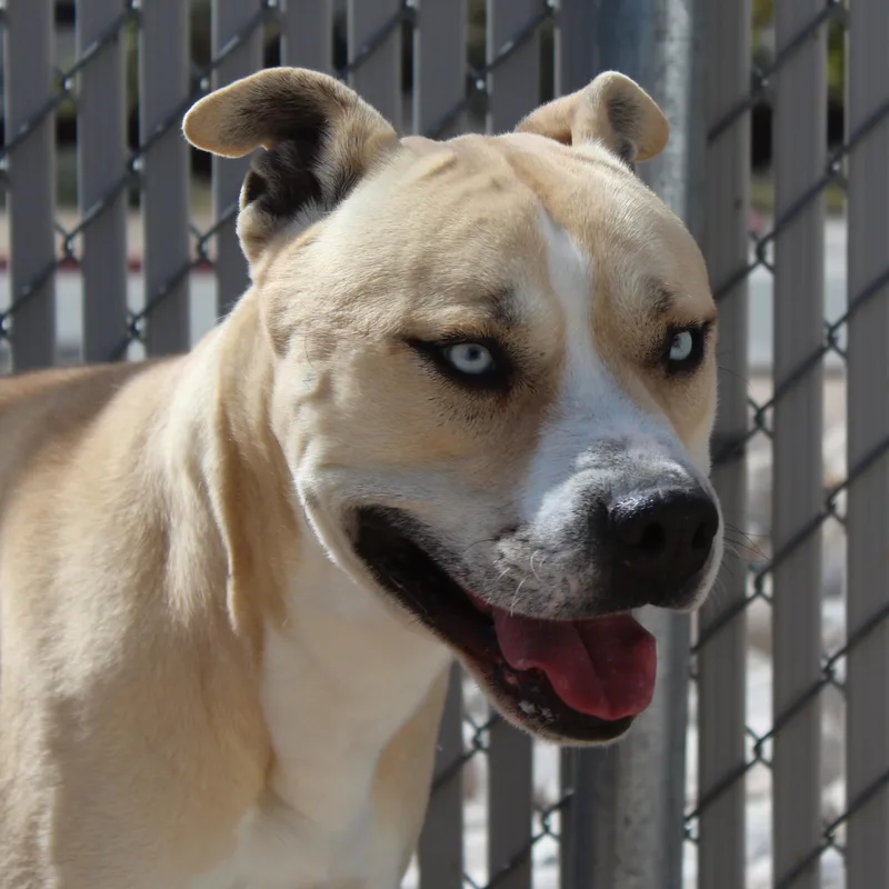 An adult large-sized male White / Cream Pit Bull Terrier dog named Earl for adoption in Yucca Valley, CA