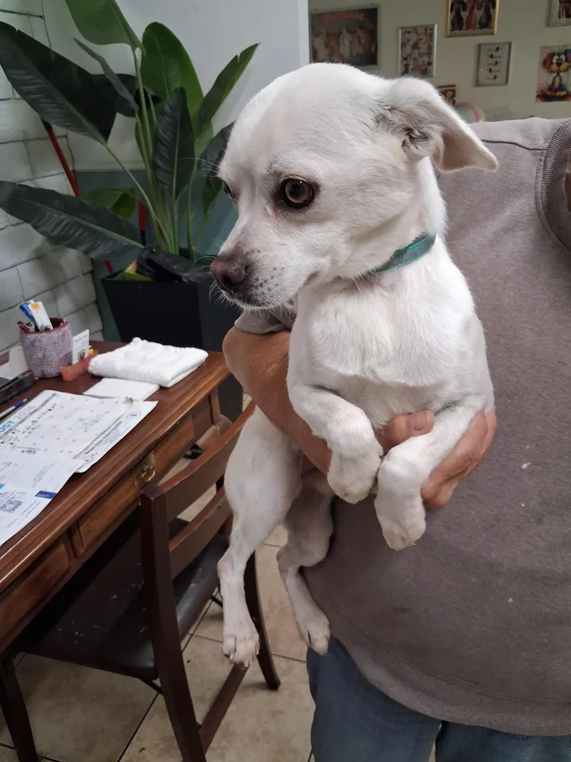 An adult small-sized male White / Cream Pug dog named King for adoption in El Segundo, CA