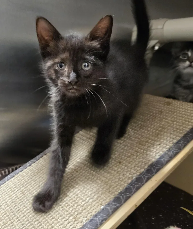 A baby medium-sized female Black Domestic Short Hair cat named Vanda for adoption in Amityville, NY