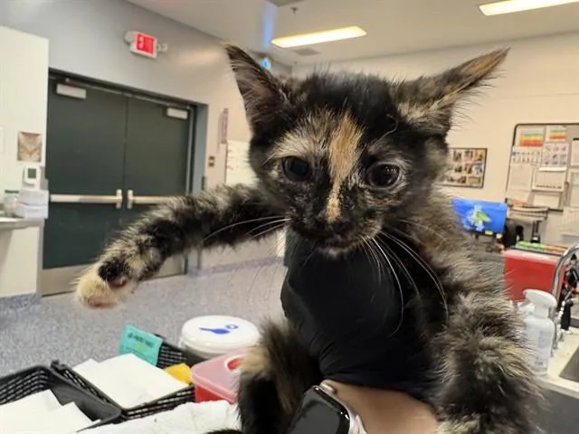 A baby small-sized female Domestic Short Hair cat named A for adoption in Thousand Palms, CA