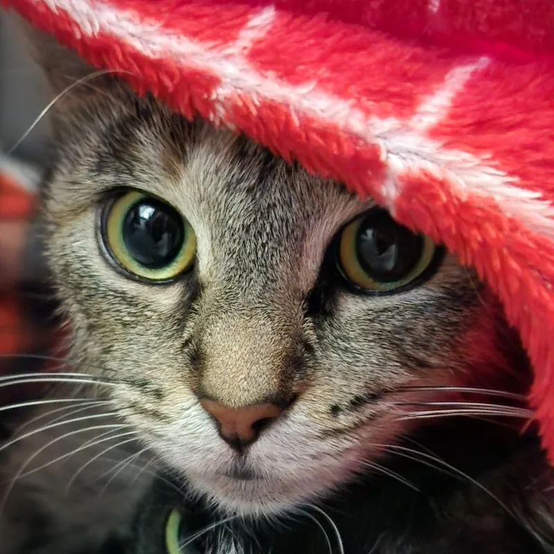 A young medium-sized female Brown / Chocolate Domestic Short Hair cat named Wendy for adoption in Grand Rapids, MI