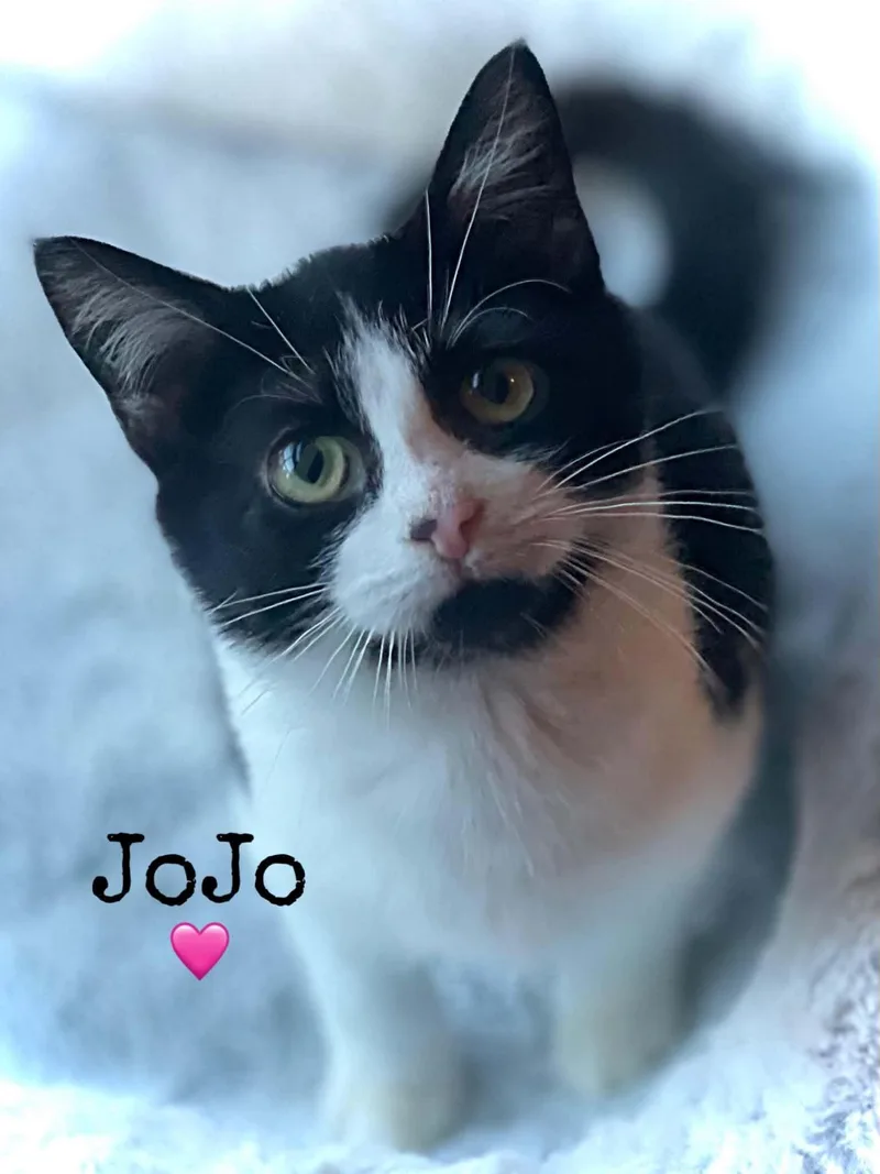 A baby medium-sized female Domestic Short Hair cat named JoJo for adoption in Dansville, NY