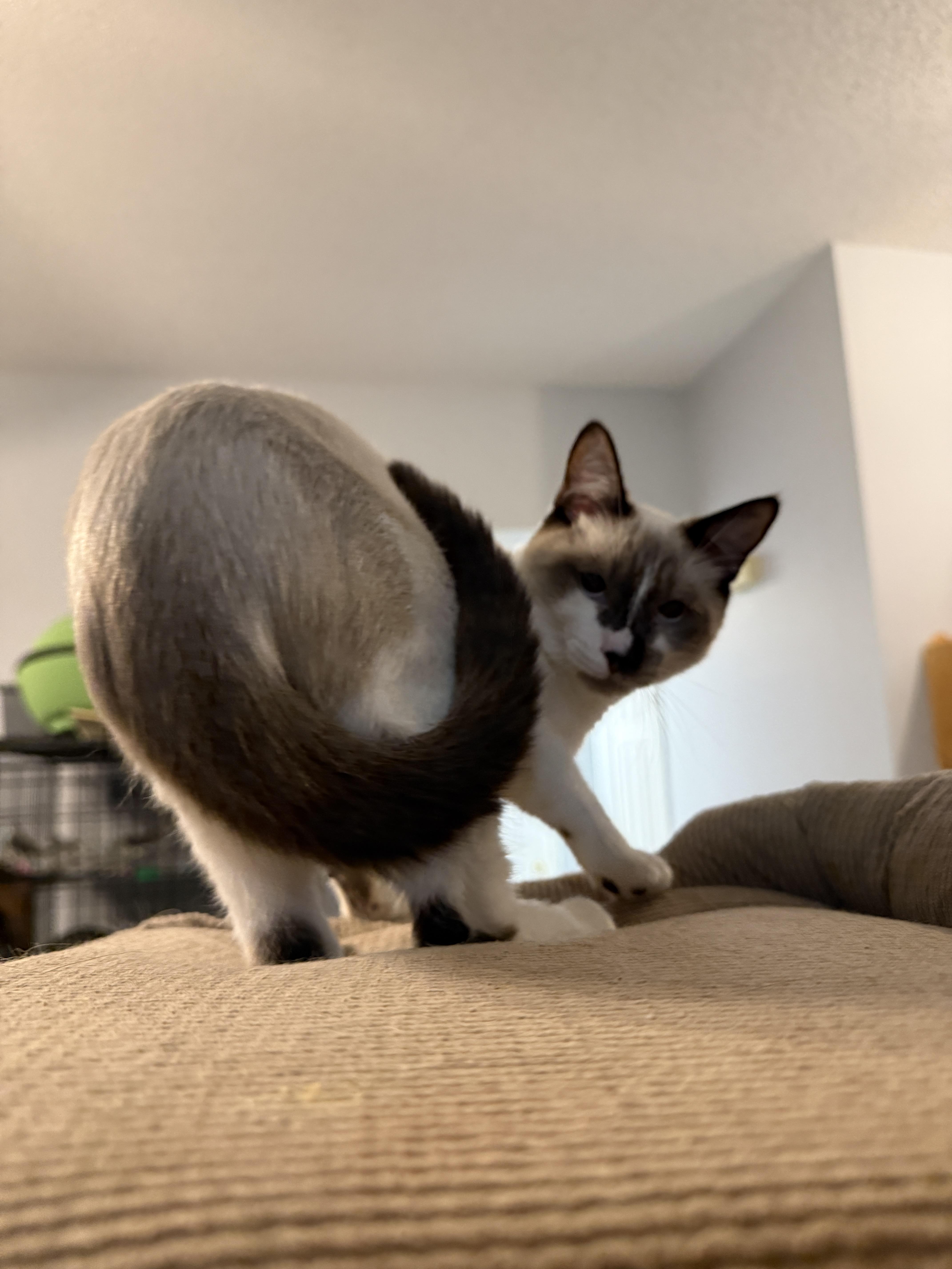 Drama King thumbnail 3