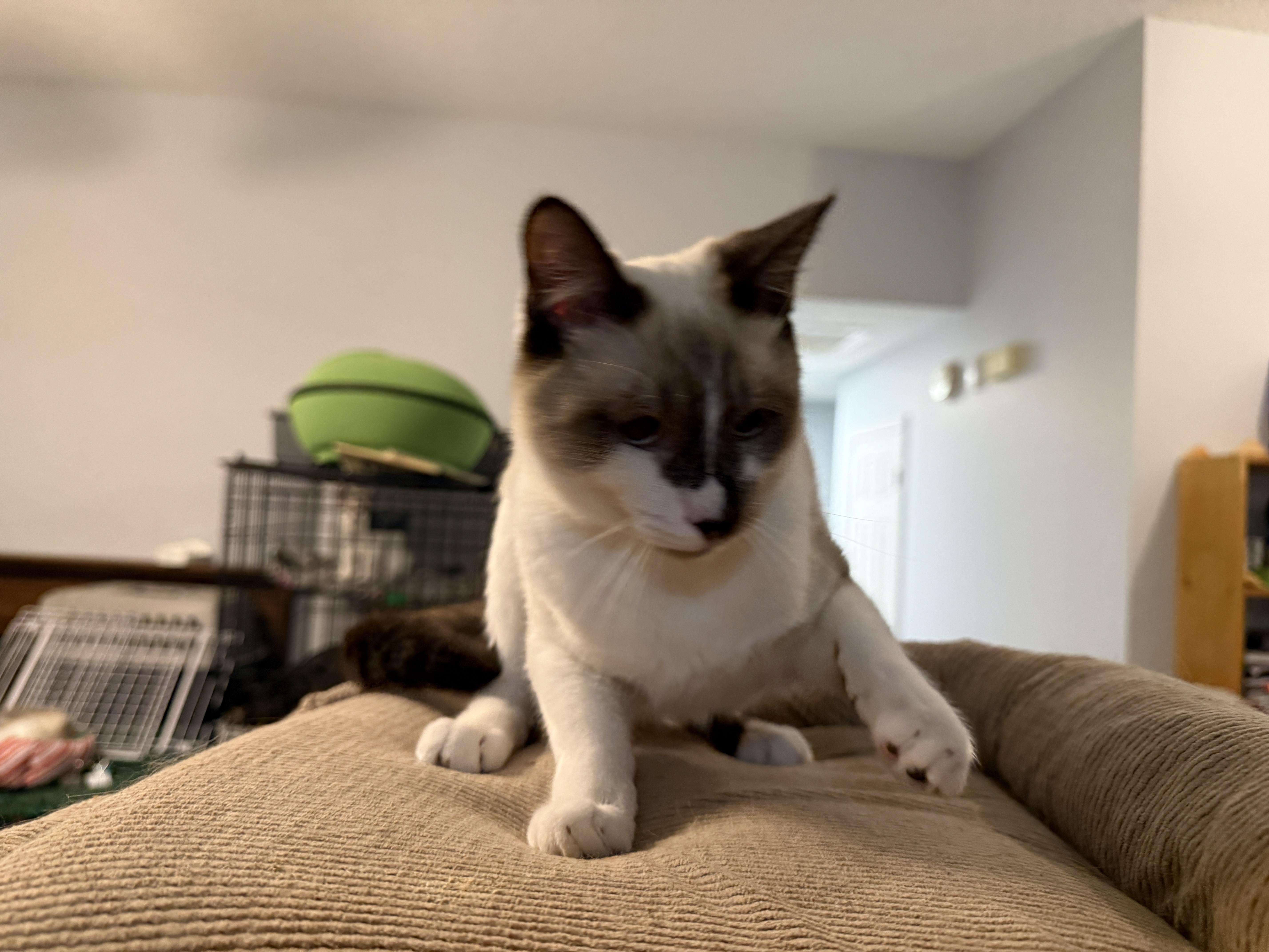 Drama King thumbnail 4