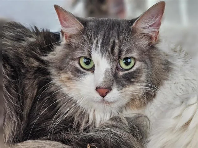 An adult medium-sized female Domestic Medium Hair cat named Coral for adoption in Albuquerque, NM