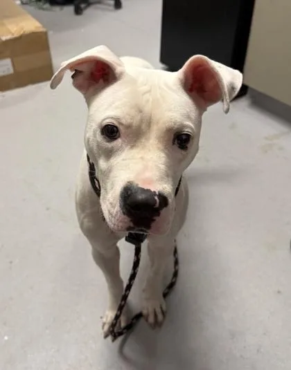 An adult medium-sized female Mixed Breed dog named Blanca for adoption in West Chester, PA