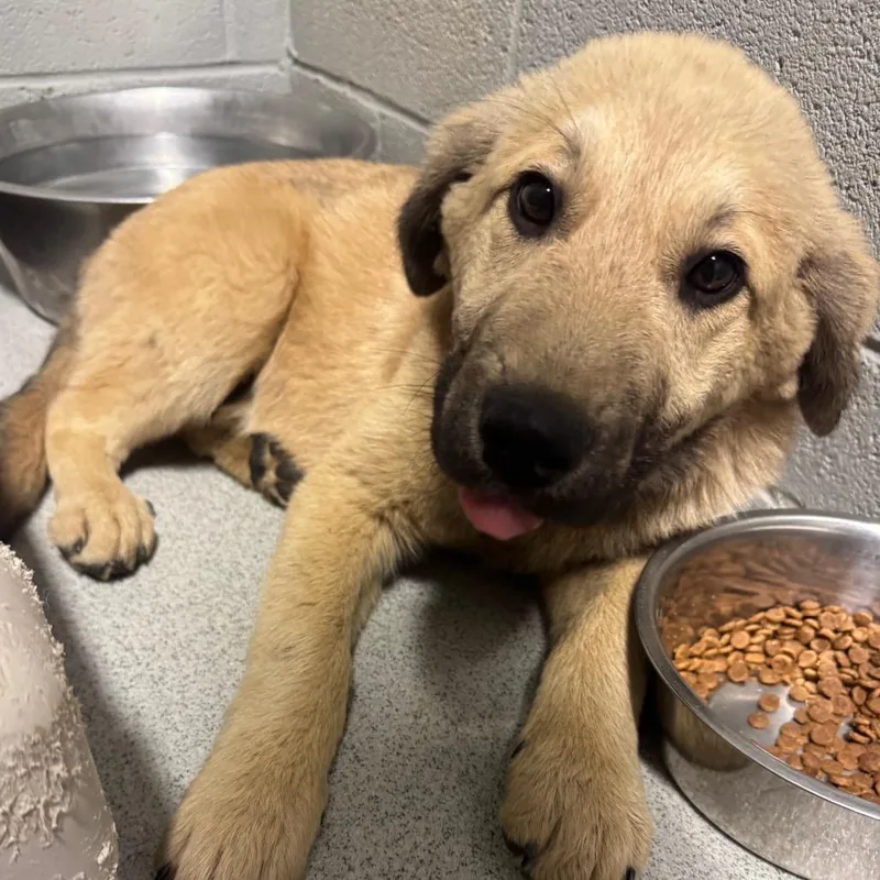 A baby small-sized male Brown / Chocolate Shepherd dog named Jacob for adoption in Birmingham, AL
