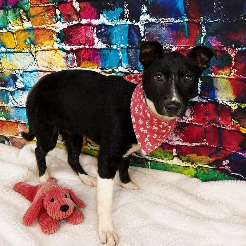 A baby medium-sized female Black Border Collie dog named Chelse for adoption in Charlottesville, VA