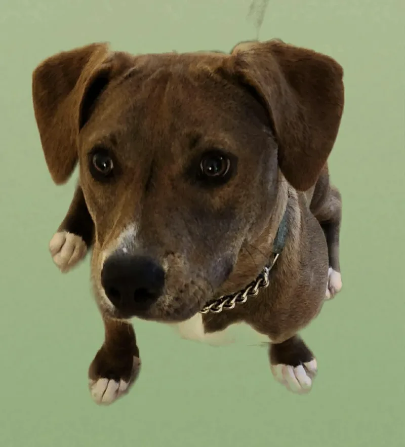 Toffee thumbnail 2