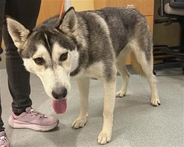 An adult large-sized female Siberian Husky dog named A for adoption in Tustin, CA