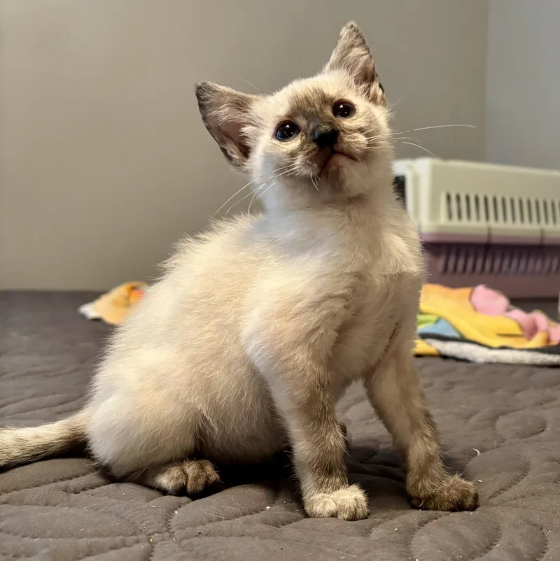 A baby small-sized female Domestic Short Hair cat named Shelly for adoption in Knoxville, TN