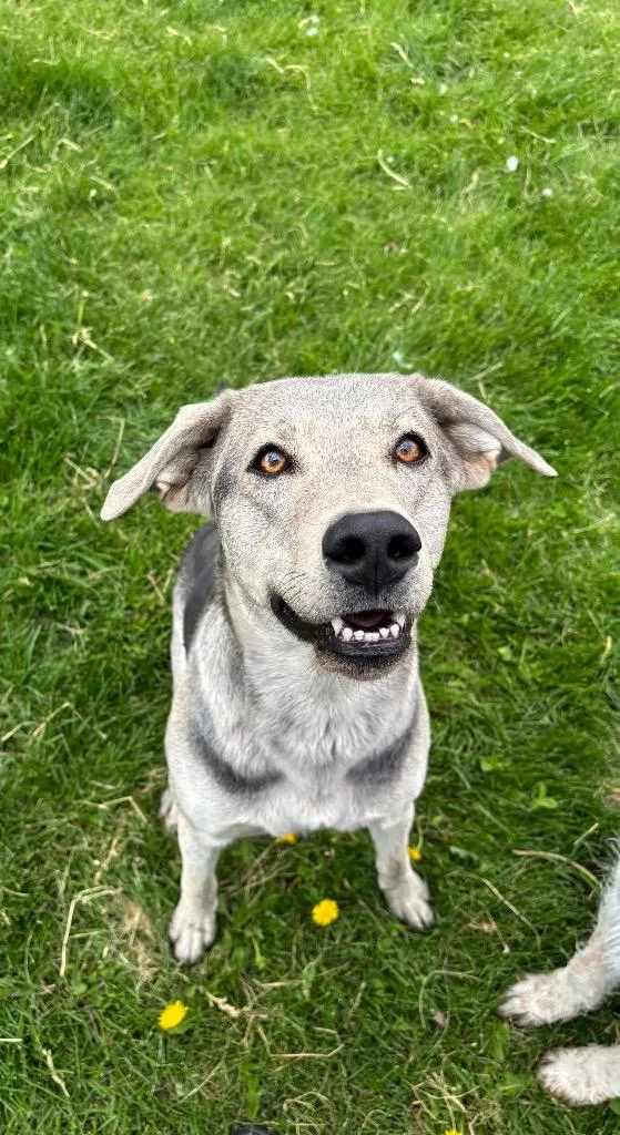 A young large-sized female Labrador Retriever dog named Wile for adoption in Green River, WY