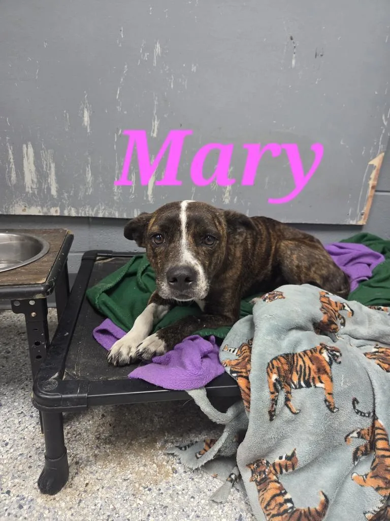 A baby medium-sized female Cattle Dog dog named Mary for adoption in Livingston, LA
