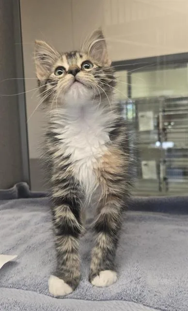 A baby small-sized female Domestic Medium Hair cat named Chacha for adoption in Auburn, CA