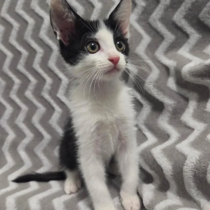 A baby small-sized male Black Domestic Short Hair cat named Bronx for adoption in Brea, CA