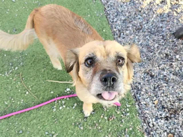 An adult small-sized female Cardigan Welsh Corgi dog named Fiona for adoption in Phoenix, AZ
