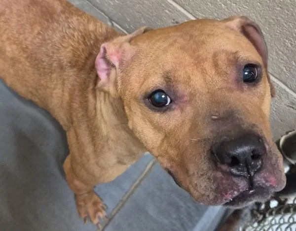 An adult medium-sized female Pit Bull Terrier dog named Gloria for adoption in Dallas, GA