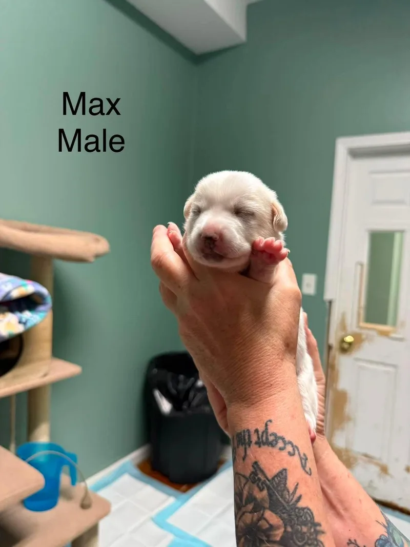 A baby small-sized male Corgi dog named Max for adoption in Elkton, MD