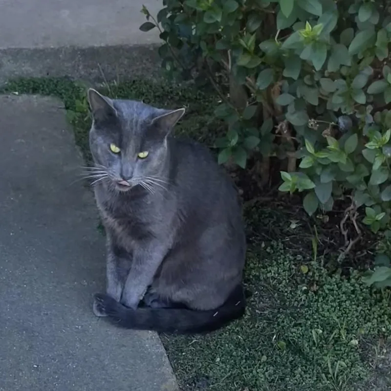 An adult large-sized male Gray / Blue / Silver Domestic Short Hair cat named Dr. Heinz Doofenshmirtz for adoption in Buellton, CA