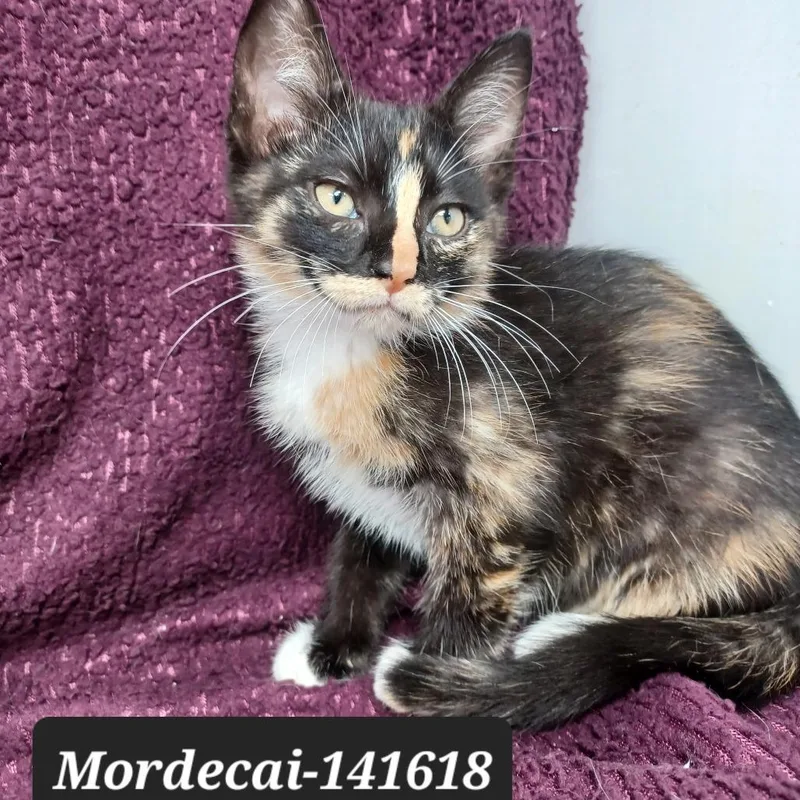 A baby small-sized female Domestic Short Hair cat named Mordecai for adoption in New Tazewell, TN
