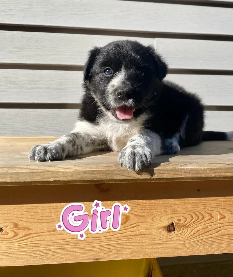 A baby medium-sized female Australian Cattle Dog / Blue Heeler dog named Daisy and Donald for adoption in Armada, MI