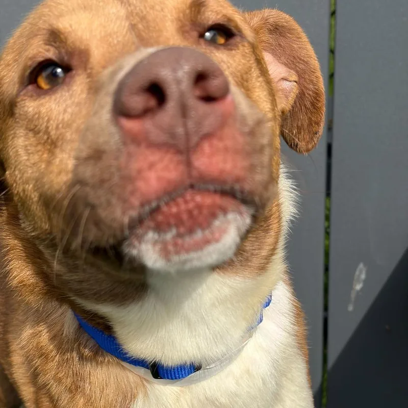 Nigel